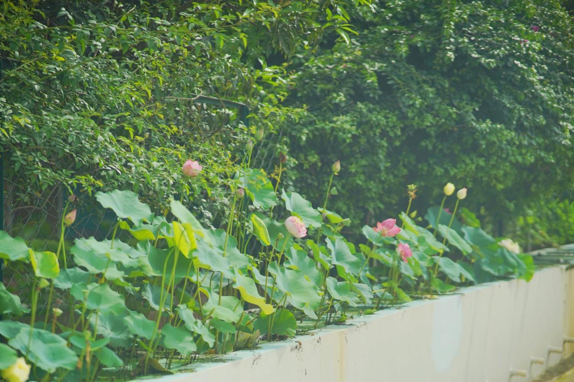 Sukoon - A Wellness Resort, Uttarakhand Chuharpur Eksteriør bilde